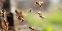 Abelhas voando  Foto: BBC News Brasil