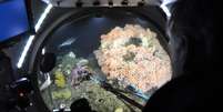 Coral de água fria visto de dentro de um submarino  Foto: BBC News Brasil