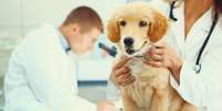 Cães são considerados intermediários do parasita para humanos, e recomendação do Ministério da Saúde é eutanásia   Foto: iStock