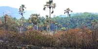 Brigadistas e voluntários trabalharam 24 horas por dia para combater o incêndio no Parque Nacional da Chapada dos Veadeiros  Foto: Agência Brasil