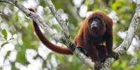 Brasil não vacina animais silvestres contra doenças. Para especialistas, medida ajudaria a cortar a circulação da febre amarela  Foto: Getty Images / BBC News Brasil