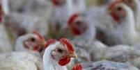 Aves s&atilde;o vistas em propriedade em Lapa, Brasil 
31/05/2016  REUTERS/Rodolfo Buhrer  Foto: Reuters