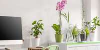 Plantas e flores trazem muito mais harmonia e tranquilidade ao ambiente/  Foto: Shutterstock