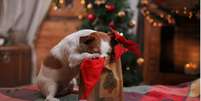 Cachorros costumam xeretar comidas e decorações de Natal | Foto: Getty Images  Foto: BBC News Brasil