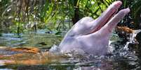 Pesquisador narra impacto do uso da carne de botos como isca para peixes contaminados por mercúrio no rio Amazonas | Foto: Fundacao Omacha  Foto: BBC News Brasil