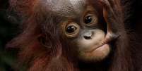 Filhote orangotango fêmea Khansa, durante apresentação de recém-nascidos no zoológico de Cingapura 11/01/2018 REUTERS/Edgar Su  Foto: Reuters