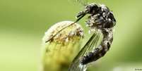 O mosquito aedes aegypti, que transmite a febre amarela no meio urbano  Foto: DW / Deutsche Welle
