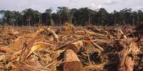 PF desmonta esquema de exportação ilegal de madeira da Amazônia para EUA e Europa  Foto: iStock