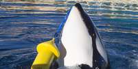 Wikie, uma fêmea orca de 16 anos, foi ensinada a imitar palavras em inglês e contar até 3 | Foto: Marineland  Foto: BBC News Brasil
