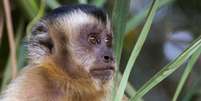 'O macaco é quase um mártir (...) Eles nos indicam onde há infecção', diz pesquisador do Instituto Oswaldo Cruz  Foto: Getty Images / BBC News Brasil