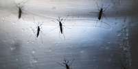 Os insetos geneticamente modificados são sempre machos e, ao copularem com as fêmeas, transmitem um gene que impede que seus descendentes cheguem à fase adulta.  Foto: Getty Images 