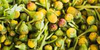 Flores de jambu  Foto: Shutterstock / TudoGostoso