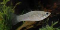 O pequeno peixe se reproduz de forma assexuada e desafia teoria de extinção da espécie  Foto: Reuters / BBC News Brasil