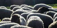 Cientistas criam 1º embrião de ovelha com células humanas  Foto: EPA / Ansa - Brasil