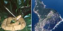 Isolamento geográfico levou ao surgimento de nova espécie de jararaca que só existe em ilha do litoral paulista | Foto: Marcelo Ribeiro Duarte  Foto: BBC News Brasil