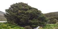 A árvore da espécie Picea sitchensi, localizada numa ilha na Nova Zelândia, foi plantada em 1905 e cresce em média 1 cm por ano | Foto: Pavla Fenwick  Foto: BBC News Brasil