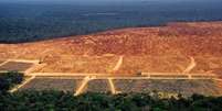 Perdão a desmatamentos cometidos até 2008 está entre os pontos mais polêmicos do Código Florestal, que tem dispositivos questionados no STF  Foto: Getty Images / BBC News Brasil