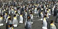Pinguins-rei procriam em muitas das ilhas da Antártida / Foto: CNRS  Foto: BBC News Brasil