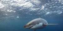 Ataques de tubarão vêm aumentando na Austrália  Foto: Getty Images / BBC News Brasil