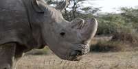 Rinoceronte-branco do norte Sudan é visto na entidade Ol Pejeta Conservancy em Laikipia, no Quênia 18/06/2017 REUTERS/Thomas Mukoya   Foto: Reuters