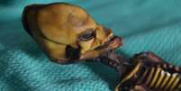 O esqueleto da múmia Ata tem 13 centímetros, mas ossos que aparentavam ser de uma criança de 6 anos | Foto: Emery Smith  Foto: BBC News Brasil