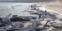 Baleias foram encontradas primeiro por pescador em praia da Austrália  Foto: Governo da Austrália Ocidental / BBC News Brasil