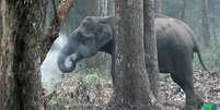 Cientista filmou elefanta soltando fumaça em floresta da Índia em 2016, mas só divulgou imagens agora por 'não ter percebido sua importância'  Foto: WCS/Divulgação / BBC News Brasil