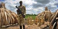 Até 2008, a caça ilegal de rinocerontes e elefantes estava sob controle na África  Foto: AFP / BBC News Brasil