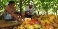 Trabalhadores rurais quebram cacau em Medicilandia, Par&aacute; 19/3/2018 REUTERS/Marcelo Texeira   Foto: Reuters
