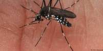 Mosquito que transmite a febre amarela  Foto: DW / Deutsche Welle