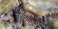 As possibilidades de falhar no processo de fossilização são infinitas  Foto: Getty Images / BBC News Brasil