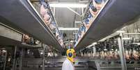 Com a suspens&atilde;o dos 20 frigor&iacute;ficos, cerca de 30% a 35% das exporta&ccedil;&otilde;es de frango &agrave; UE devem ser afetadas  Foto: DW / Deutsche Welle