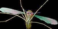 Mosquitos são os vetores da transmissão da malária  Foto: Science Photo Library / BBC News Brasil