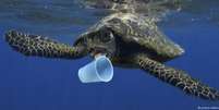Animais marinhos como esta tartaruga muitas vezes ingerem lixo plástico  Foto: DW / Deutsche Welle