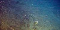 Banco de rodolitos coberto por algumas esponjas-do-mar descobertos dentro do bloco onde a Total quer explorar petróleo. Eles estão a 180 metros de profundidade e 120 km da costa brasileira.   Foto: Greenpeace