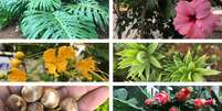 Várias plantas comuns em cidades têm partes comestíveis  Foto: BBC News Brasil