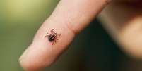Animal pode transmitir a Doen&ccedil;a de Lyme  Foto: ArtBoyMB / iStock