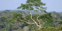 Organizações apontam ofensivas que vêm prejudicando a Floresta Amazônica  Foto: DW / Deutsche Welle