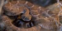 Movimento de refelxo muscular permite cobra picar mesmo após ter sido morta  Foto: BBC News Brasil