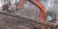 Vídeo de orangotango &#034;enfrentando&#034; escavadeira emociona internautas  Foto: International Animal Rescue / Reprodução