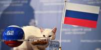 Gato Achilles escolhe pote da Rússia em tentativa de prever resultado de jogo da Copa
 13/6/2018    REUTERS/Dylan Martinez  Foto: Reuters
