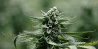 Planta de maconha em Ont&aacute;rio, no Canad&aacute; 04/01/2018 REUTERS/Chris Wattie  Foto: Reuters