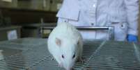 Testes foram feitos em ratos de laboratório  Foto: VseBogd / iStock
