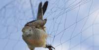 A 'rede de neblina' (foto) é uma teia fina de nylon, na qual os pássaros acabam enroscados  Foto: Getty Images / BBC News Brasil