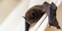 Morcegos podem transmitir raiva humana por mordidas, arranhões ou lambeduras  Foto: Fermate / iStock