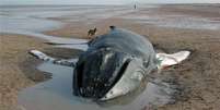 Todos os anos, 600 botos, golfinhos e baleias aparecem mortos no litoral do Reino Unido  Foto: ZSL / BBC News Brasil