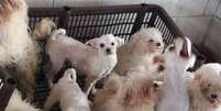Os mais de 100 cachorros foram colocados aos cuidados do Projeto Anjo de Quatro Patas  Foto: Polícia Civil
