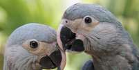 Carla e Tiago são exemplares de uma espécie que já não existe em seu habitat natural  Foto: ACTP / BBC News Brasil