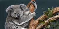 Coala e filhote em zoológico em Sydney, na Austrália 28/06/2011 REUTERS/Tim Wimborne   Foto: Reuters