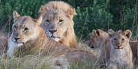 Segundo o dono da reserva, os caçadores encontraram um grupo grande de leões que vive no local - esta família faz parte do bando  Foto: Sibuya Game Reserve / Reprodução / BBC News Brasil